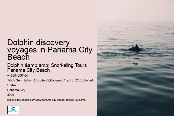 Dolphin discovery voyages in Panama City Beach