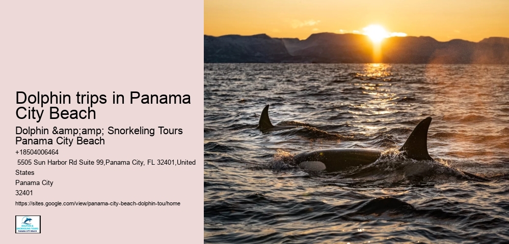 Dolphin trips in Panama City Beach