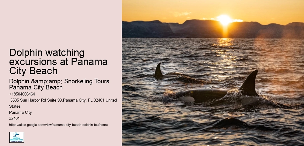 Dolphin watching excursions at Panama City Beach
