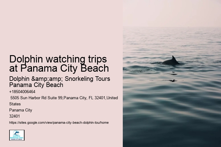 Dolphin watching trips at Panama City Beach
