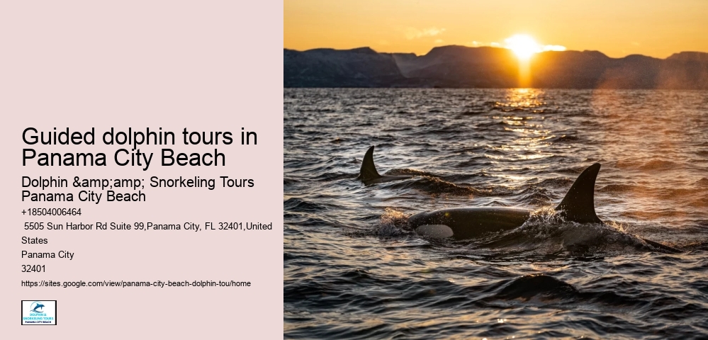 Guided dolphin tours in Panama City Beach
