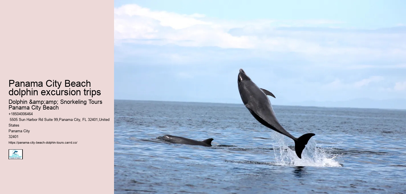 Dolphin Sightseeing Cruises in PCB