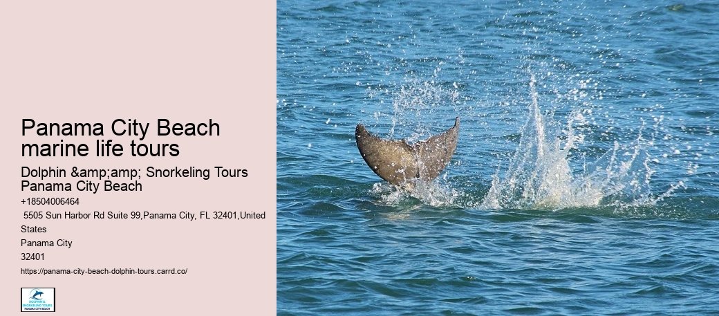 Panama City Beach marine life tours