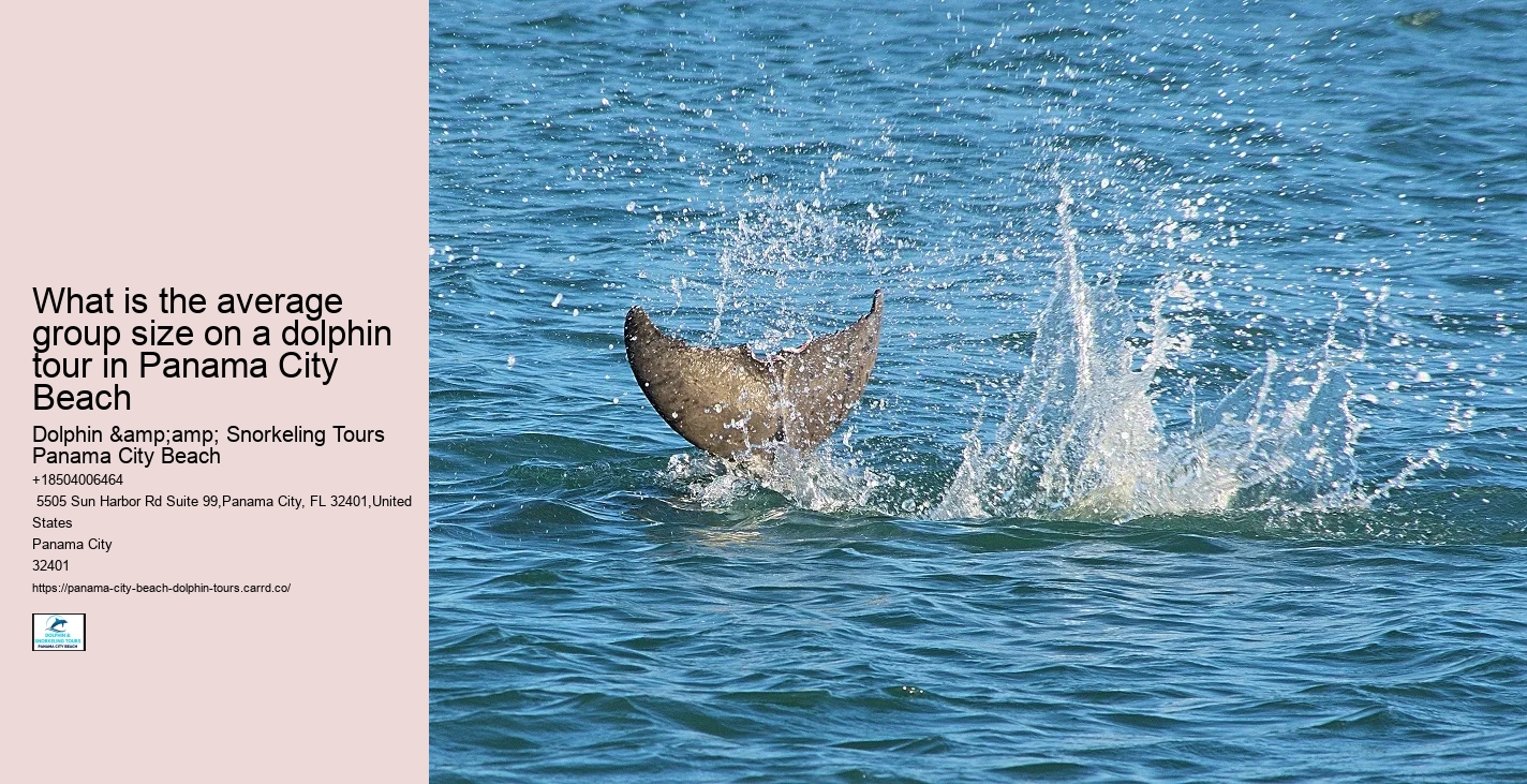 Tours to see dolphins in Panama City Beach